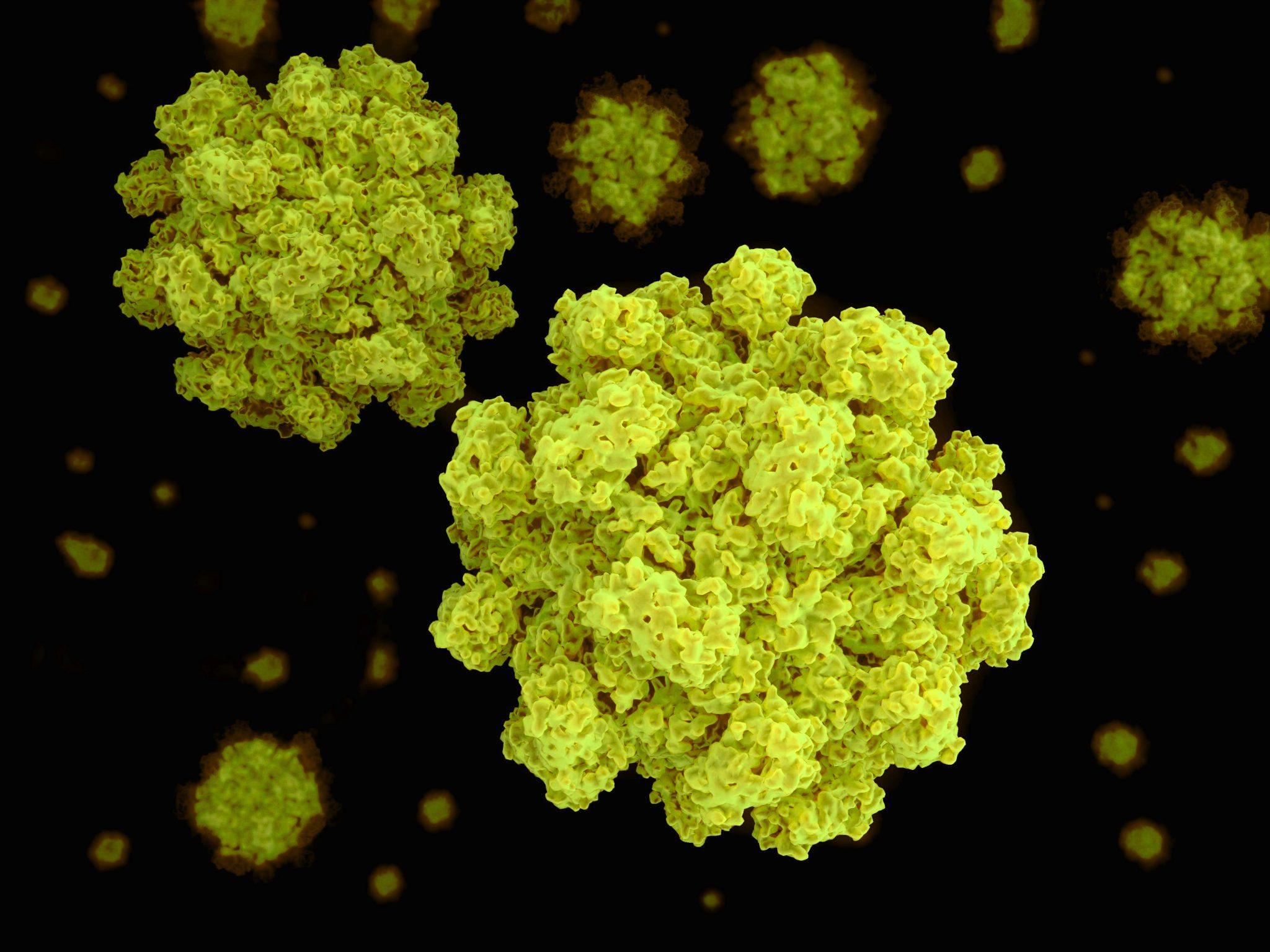 norovirus-fvr-suomen-rokotetutkimus