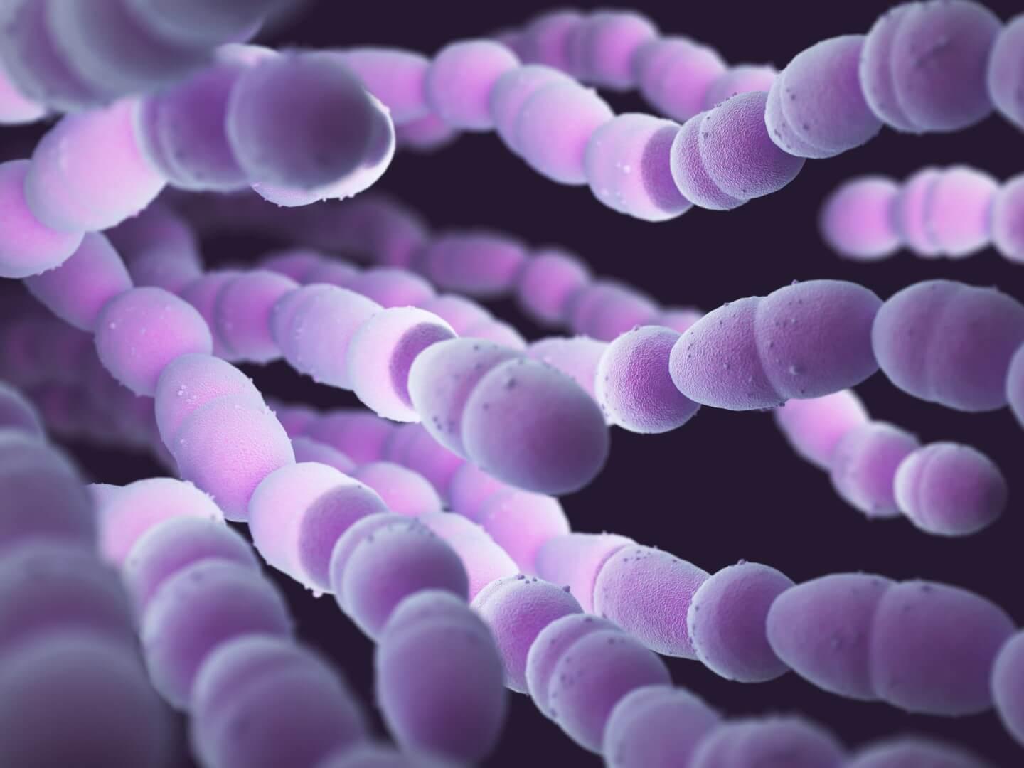 Kuva pneumokokki bakteerista